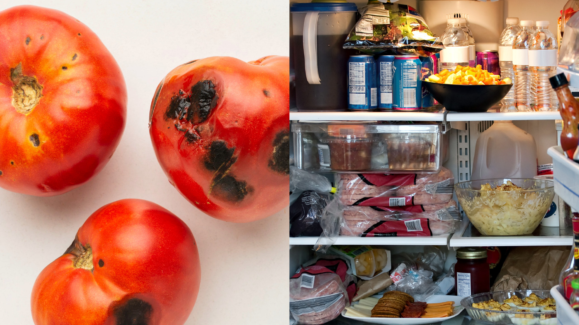 Rotten tomato and crowded fridge
